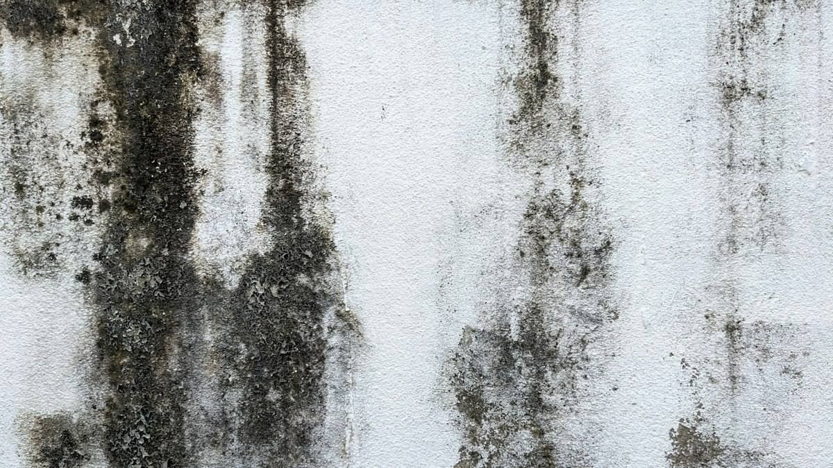Pleśń w narożu ściany przy oknie, typowy objaw wilgoci w mieszkaniu